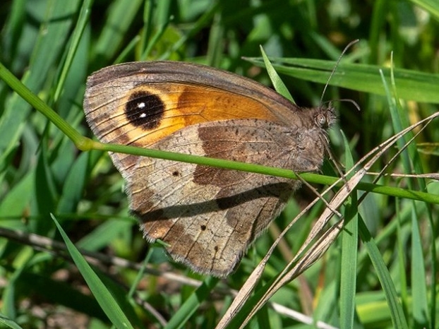 Meadow Brown 2019 - Bob Clift