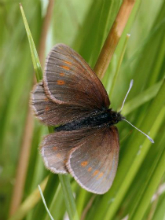 Mountain Ringlet 2005 - Nick Sampford