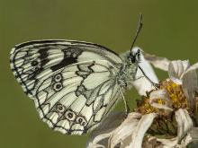 Marbled White 2017 - Bob Clift