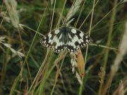 Marbled White 2001 - Nick Sampford