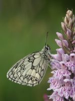 Marbled White 2003 - Allen Beechey