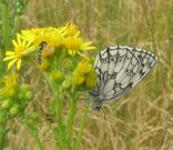 Marbled White 2004 - Archie Lang