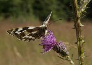 Marbled White 2004 - Lee Browne