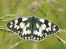 Marbled White 2004 - Nick Sampford