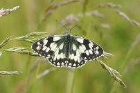 Marbled White 2004 - Nick Sampford