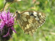 Marbled White 2004 - Steven Penn