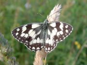 Marbled White 2004 - Trevor Chapman