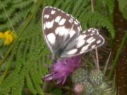 Marbled White 2005 - Malcolm Hull