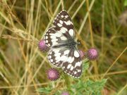 Marbled White 2006 - Geoff Horn