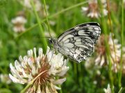 Marbled White 2006 - Simon Crockford