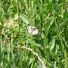 Marbled White 2006 - Vall Fullforth