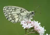 Marbled White 2007 - Dave Mackenzie