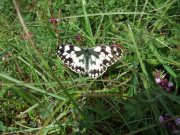 Marbled White 2007 - Gavin Vicary