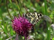 Marbled White 2007 - Jack Harrison