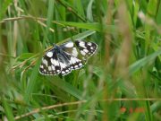 Marbled White 2007 - Paula Greenaway