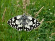 Marbled White 2007 - Steve Lane