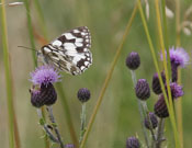 Marbled White 2008 - Bob Clift