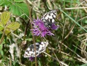 Marbled White 2008 - Helen George