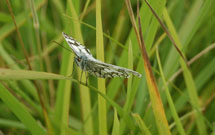 Marbled White 2008 - Jonathan Forgham