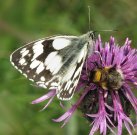 Marbled White 2008 - Jack Harrison