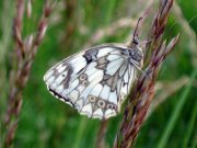 Marbled White 2008 - Robin Pearson