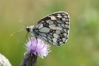 Marbled White 2009 - Bob Clift