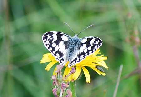 Marbled White 2009 - Robin Pearson