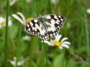 Marbled White 2009 - Steve Pash