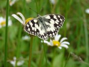 Marbled White 2009 -  Steve Pash