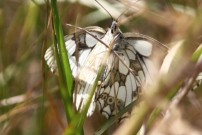 Marbled White 2010 - Alan Gardiner