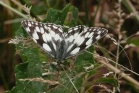 Marbled White 2010 - Brian Knight