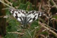 Marbled White 2010 - Brian Knight