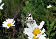 Marbled White 2010 - Dave Miller