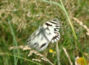 Marbled White 2010 - Paul Underwood