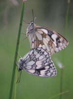 Marbled White 2003 - Allen Beechey