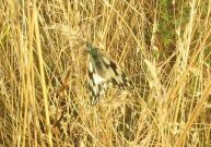 Marbled White 2004 - Archie Lang