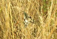 Marbled White 2004 - Archie Lang