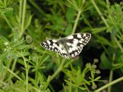 Marbled White 2006 - Simon Crockford