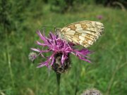 Marbled White 2007 - Gavin Vicary