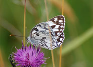 Marbled White 2008 - Jonathan Forgham