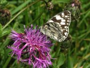 Marbled White 2008 - Jack Harrison