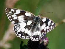 Marbled White (f) 2008 - Robin Pearson