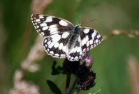 Marbled White 2008 - Robin Pearson