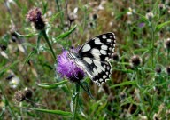 Marbled White 2010 - Dave Miller