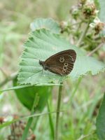 Ringlet 2001 - Nick Sampford