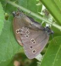 Ringlet 2002 - Andrew Wood