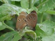 Ringlet 2002 - Nick Sampford