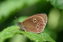 Ringlet 2004 - Sandra Standbridge