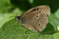 Ringlet 2005 - Colin Sturges