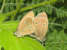 Ringlet 2005 - Liz Goodyear